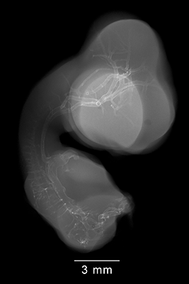 stage 30 chick embryo x-ray